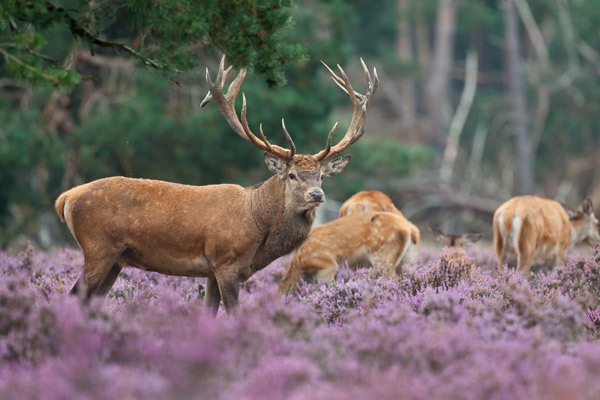 HogeVeluwe