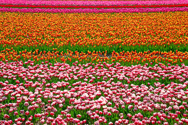 Keukenhof Gardens