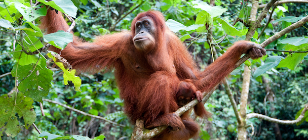 Sumatra