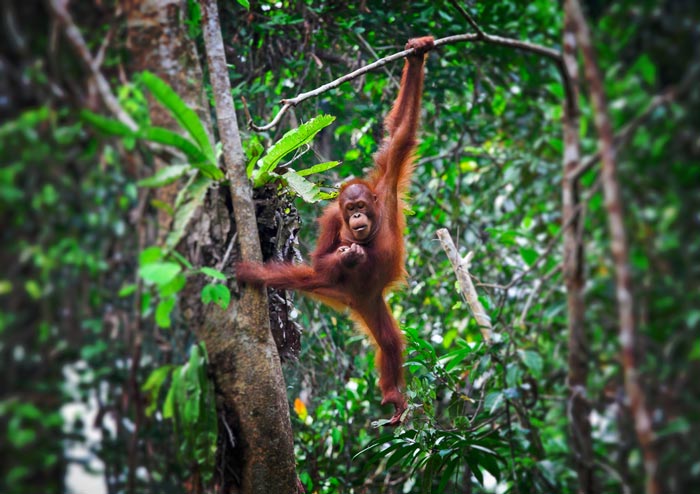 Sumatra