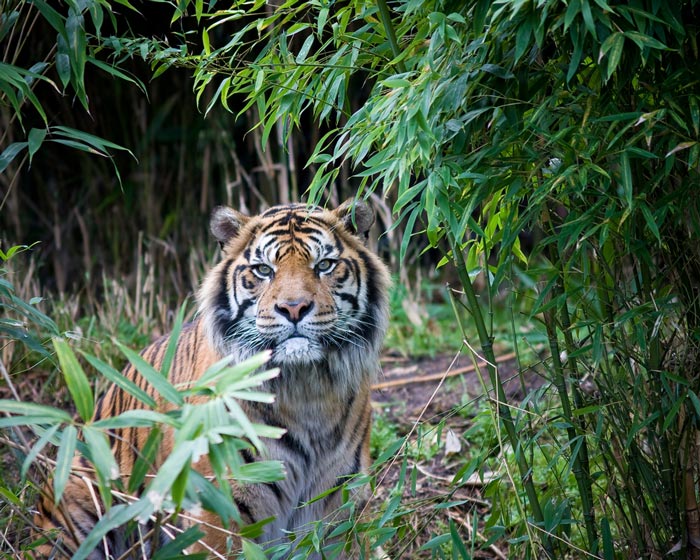 Sumatra